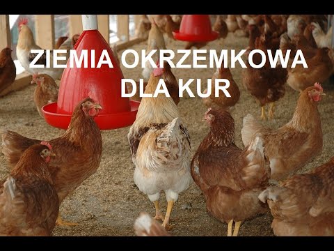 Wideo: Czy ziemia okrzemkowa zabija skorki?