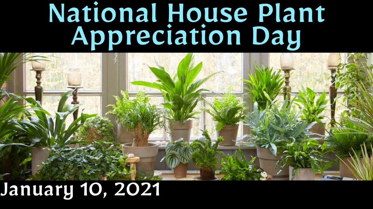 National House Plant (Plant Collection Tour) 10, 2021 [Sunday] - YouTube