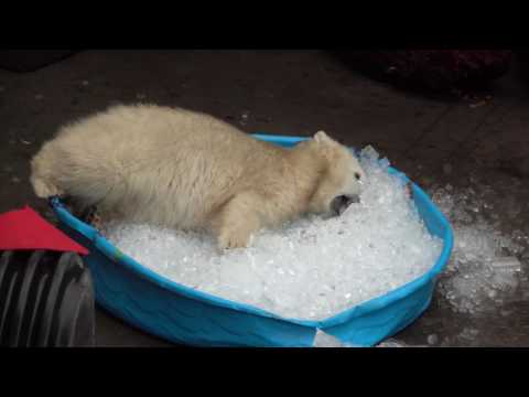 L'orso polare gioca nella piscina per bambini piena di ghiaccio