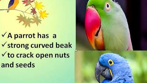 L 6 Birds, Our feathered friends