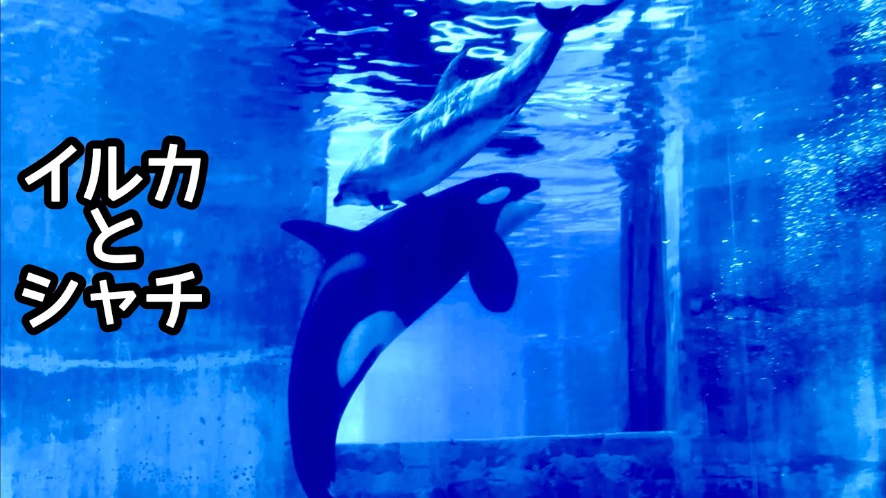 シャチとイルカ なかよく泳ぐ様子です【名古屋港水族館】Killer whale