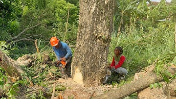 Trying a new machine! The felling of 2 trembesi trees is quite challenging!