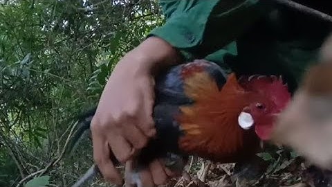 Bẫy gà rừng 20/2/2021 bội quá sung dính ngay o tích tác bội 02 cho em mồi tơ đầu năm