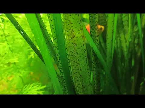 Тигровая валиснерия и моя маленькая коллекция эхинодорусов