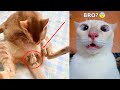 Funniest Animals - Best Of The 2021 Funny Animal Videos #61