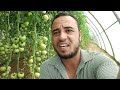 زراعة الطماطم داخل البيوت المحمية صنف نيوتن المهندس أيمن جميل 