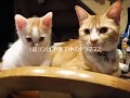 ヤンママ猫リン、子育て中の過ちとその顛末とは？・・・ Linh and Tama♂