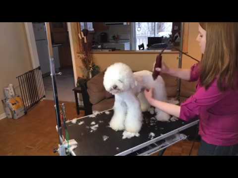Vidéo: Comment Couper Un Caniche
