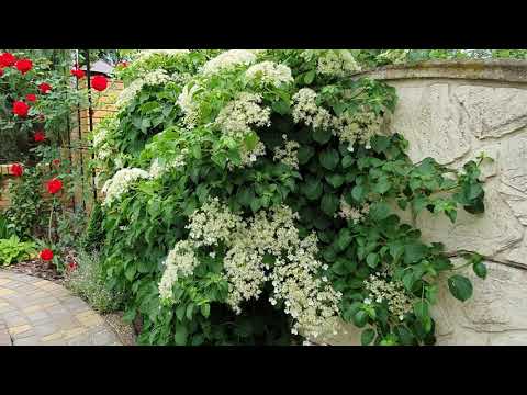 Video: Hydrangea anomala petiolarisди качан отургузуу керек?