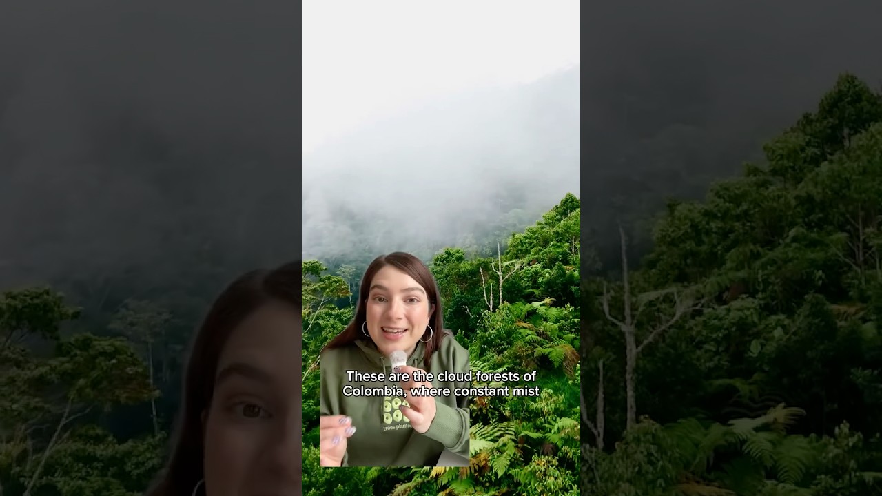 Have you heard of Colombia’s cloud forests? ☁️🌳