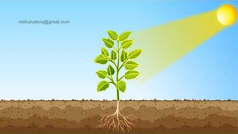 Photosynthesis Animation