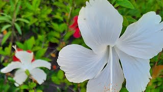 Gardenview And Misc. Is Live