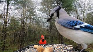 Blue Jays and Cardinals