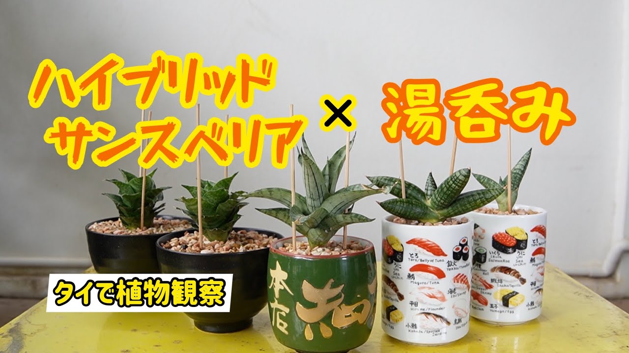 Sansevieria] Hybrid sansevieria x teacup = great!!! - YouTube