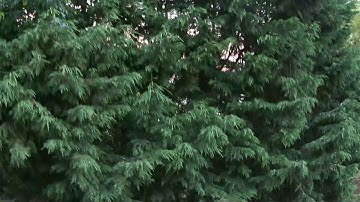 Syma X8HG 2nd Test Flight - RAW Footage