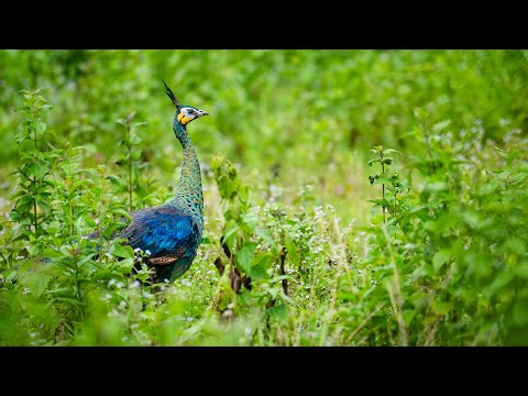 🔴LIVE CAM005 CAT TIEN NATIONAL PARK - VIET NAM