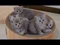 The little squabble between the kittens right after waking up was just too cute!