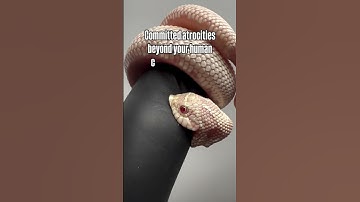 Thumbnail of Don’t let the cute snoot fool you… baby hognose snakes are secretly plotting world domination