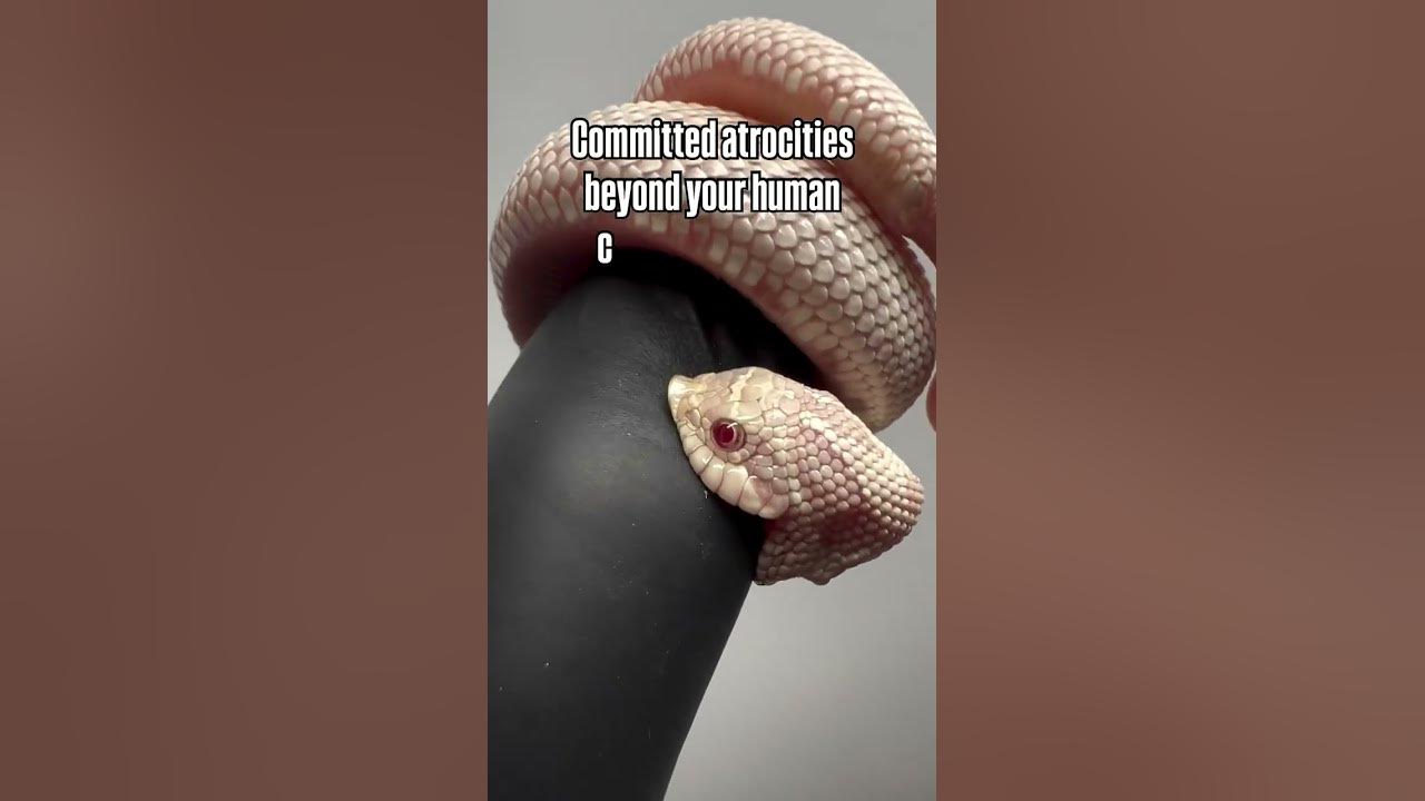 Don’t let the cute snoot fool you… baby hognose snakes are secretly plotting world domination