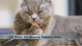 Local veterinarian speaks about impact of poor air quality on pets