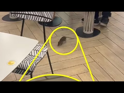 Giant RAT caught brazenly running about McDonald's in Notting Hill