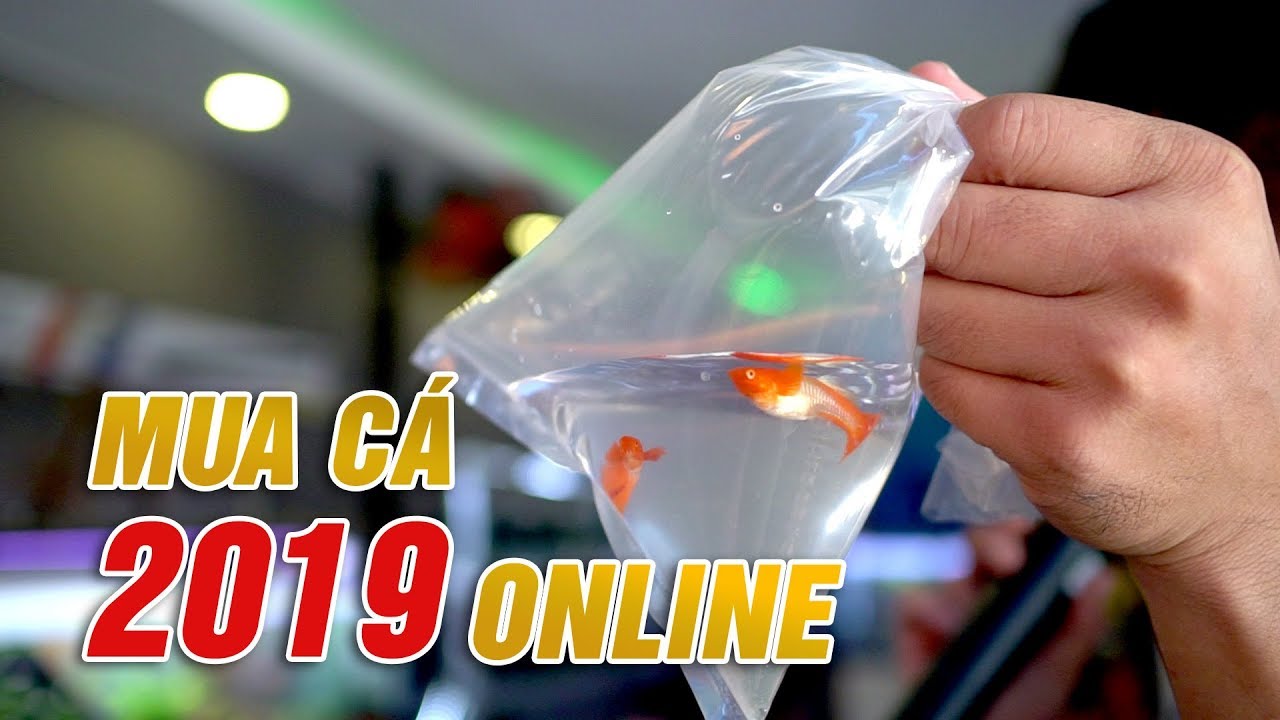 Mua cá qua mạng và những kinh nghiệm cần biết | Tất tần tật những tài liệu liên quan bán cá cảnh online đầy đủ nhất