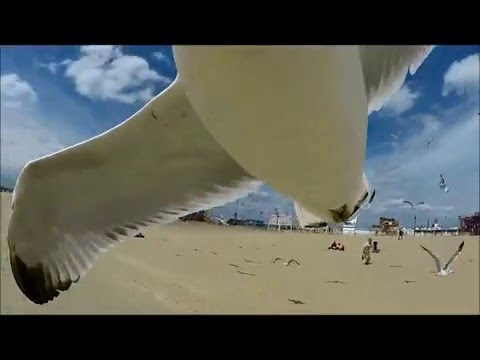 Coney Island Seagull Steals GoPro!
