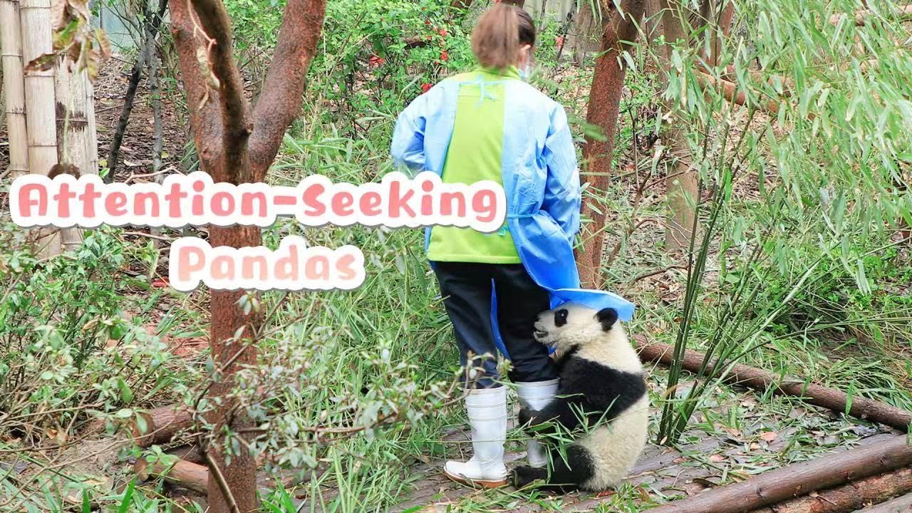 Clumsy Pandas’ Special Ways Of Seeking Attention iPanda YouTube
