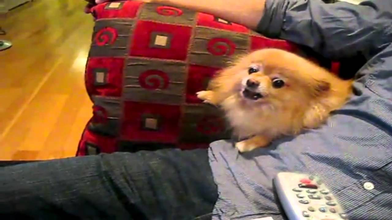 Dog afraid of remote control... (demon remix) YouTube