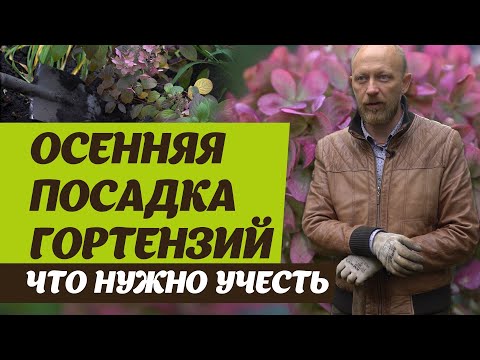 Посадка гортензий осенью. Советы биолога