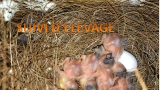 suivi d'élevage oiseaux exotiques - pontes d’œufs + naissances
