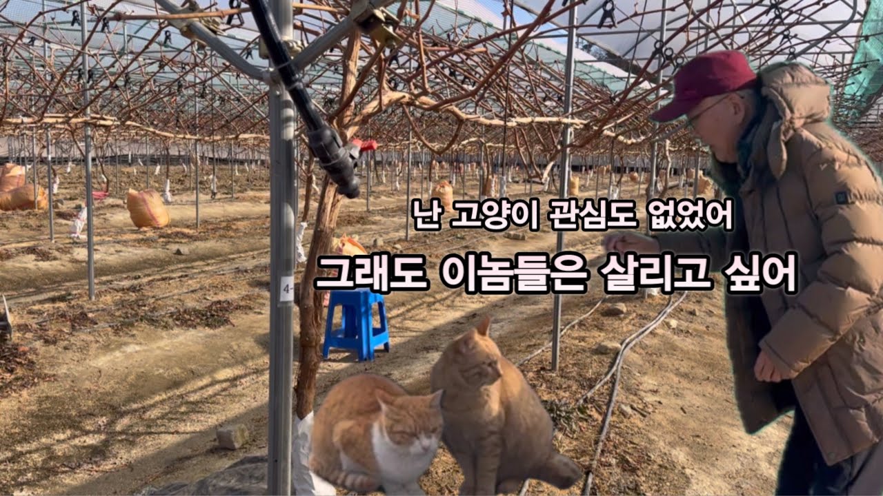 Просьба от владельца виноградника… Я хочу спасти этих ребят. Можете мне помочь?