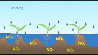 Nitrogen Leaching