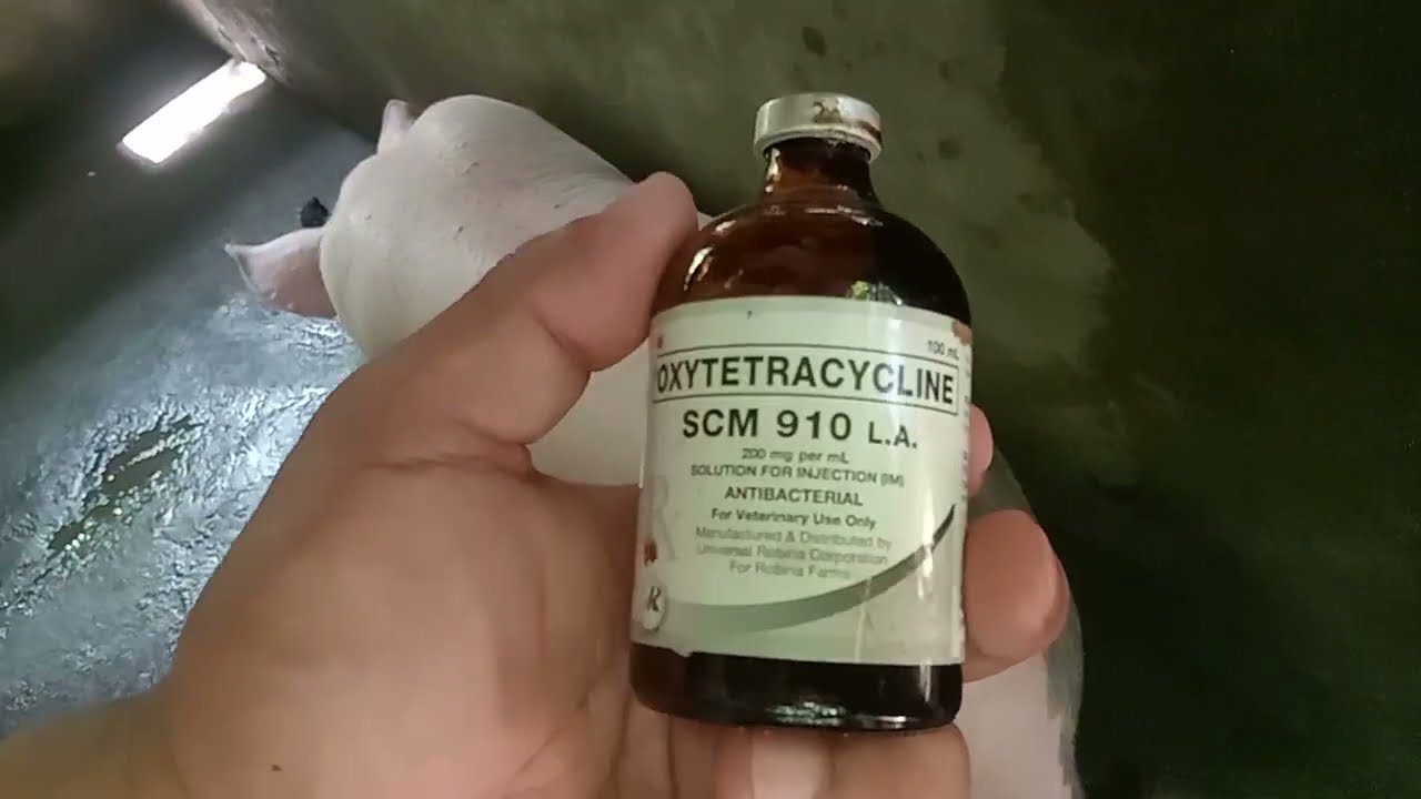 crack sa kuko Ng baboy Hindi makatayo at makalakad. ano Ang dapat igamot,🙋#piggy #backyardfarming