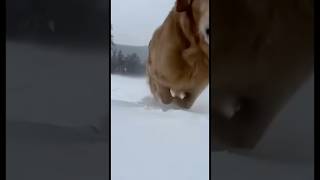 “The Way Back Through the Snow”　#shorts #Healing #LifeWithAnimals #Kindness