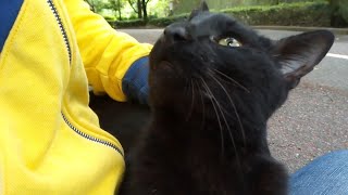 A black cat that purrs loudly demanded strongly to get stroked