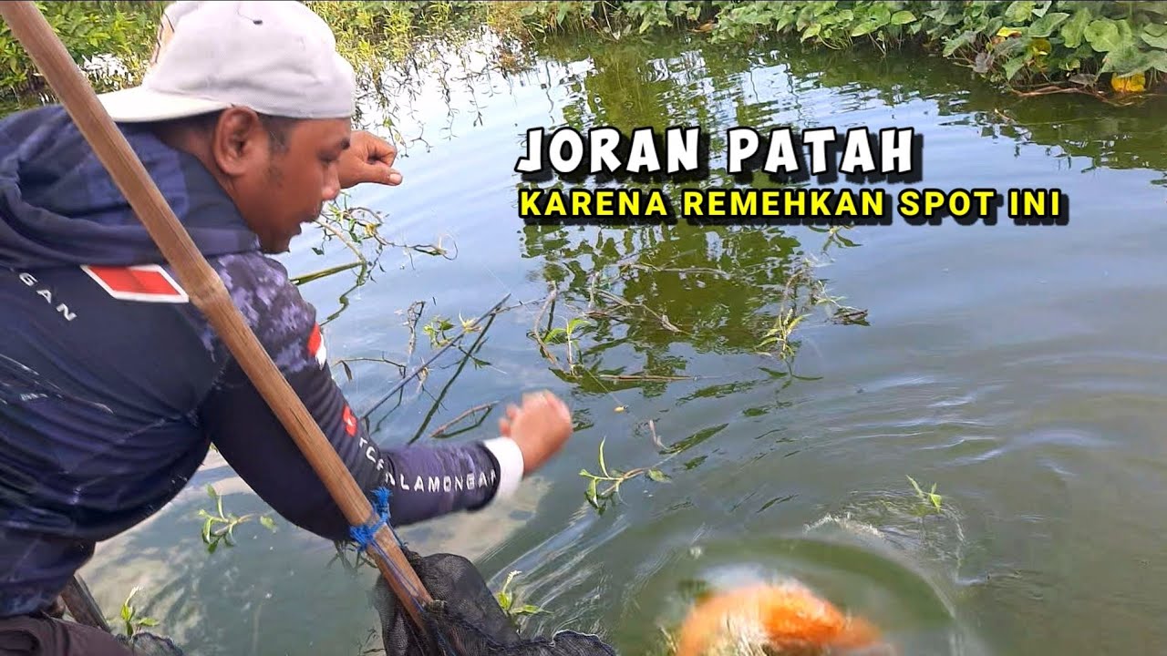 AKIBATNYA FATAL! Mancing ikan mas besar di sungai kecil bikin menyesal