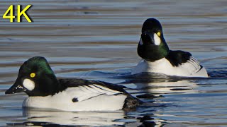 Schellente: Balz, Flug und Paarung   --   Goldeneye: Courtship, Flight and Pairing