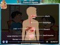 Class IV: Science - The Digestive system