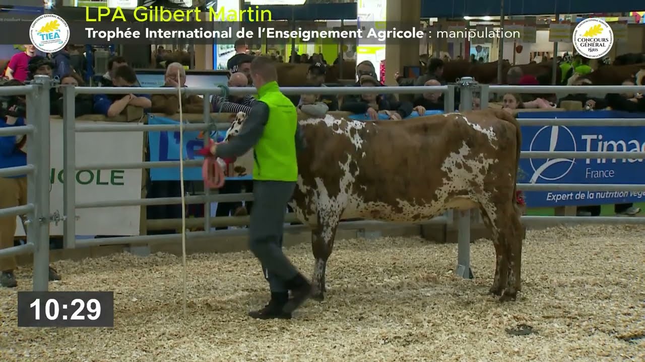 TIEA 2025 - Manipulation d'un bovin en toute sécuritè