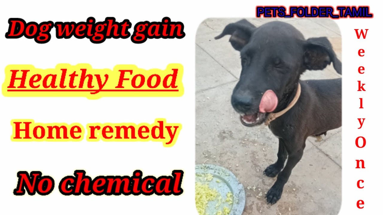 How to gain puppies weight in tamil dog healthy food YouTube