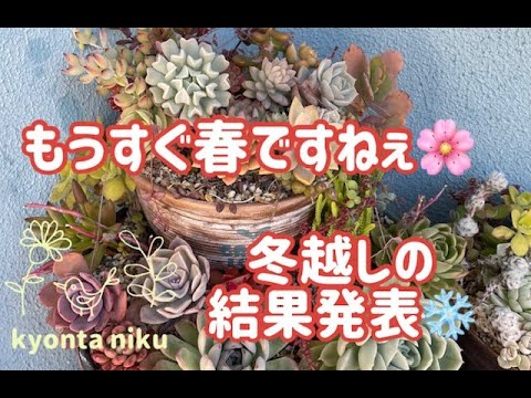 多肉植物 冬越しの結果発表 Youtube