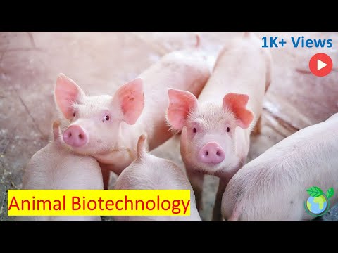 The Future of Animal Agriculture with Biotechnology - Explained in 9 Minutes