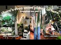 Full houseplant tour 2024  280 plants in my small house part 2