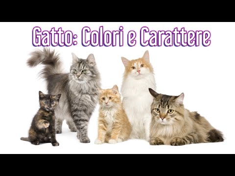 Video: Come Determinare Il Carattere Di Un Gatto In Base Al Colore