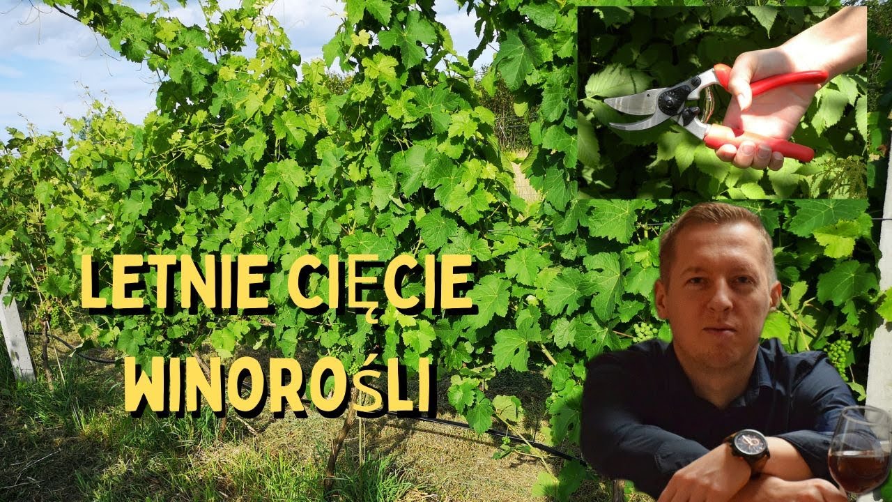 Zakładamy winnicę- Letnie cięcie winorośli