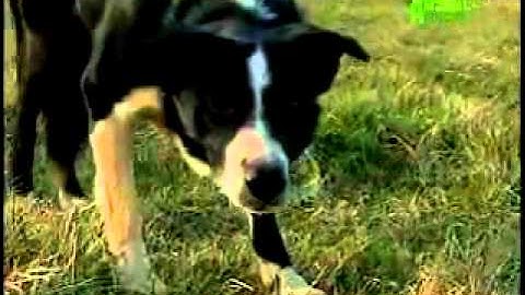 Dog Breeds 101 Video: Border Collie
