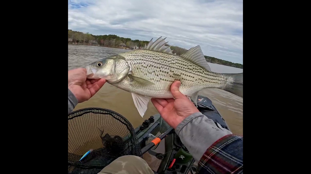 Crankbait Hybrid Striped Bass 