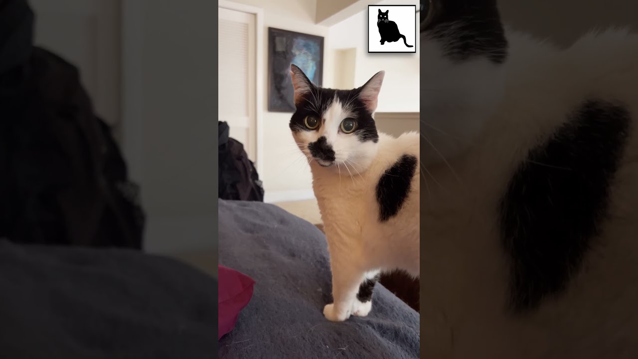 MEOWs and PURRs with Sam Sam on #Caturday