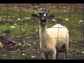 Screaming sheep